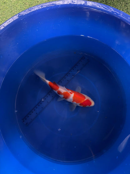 9"  Kohaku Japanese Import Koi (Hand Picked) T3