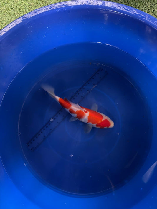 9"  Kohaku Japanese Import Koi (Hand Picked) T3