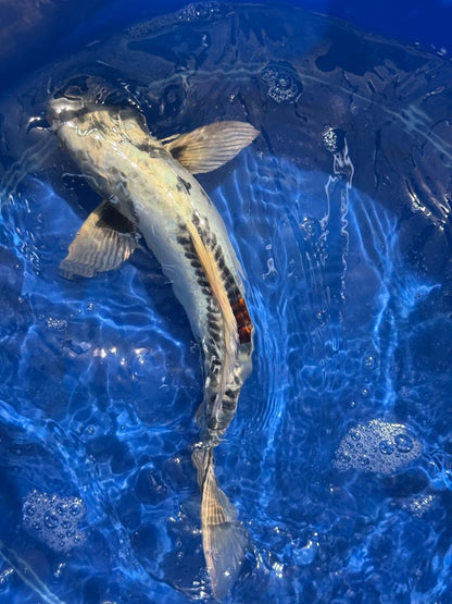 14.5"  Kikokuryu Japanese Import Koi