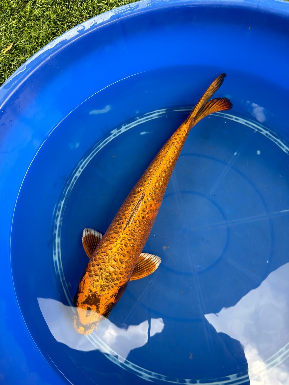 Kin Matsuba Koi 19"