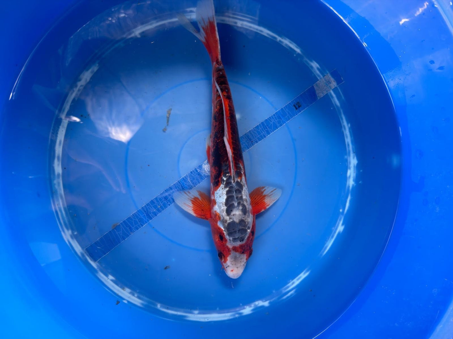Shusui  Koi 12"