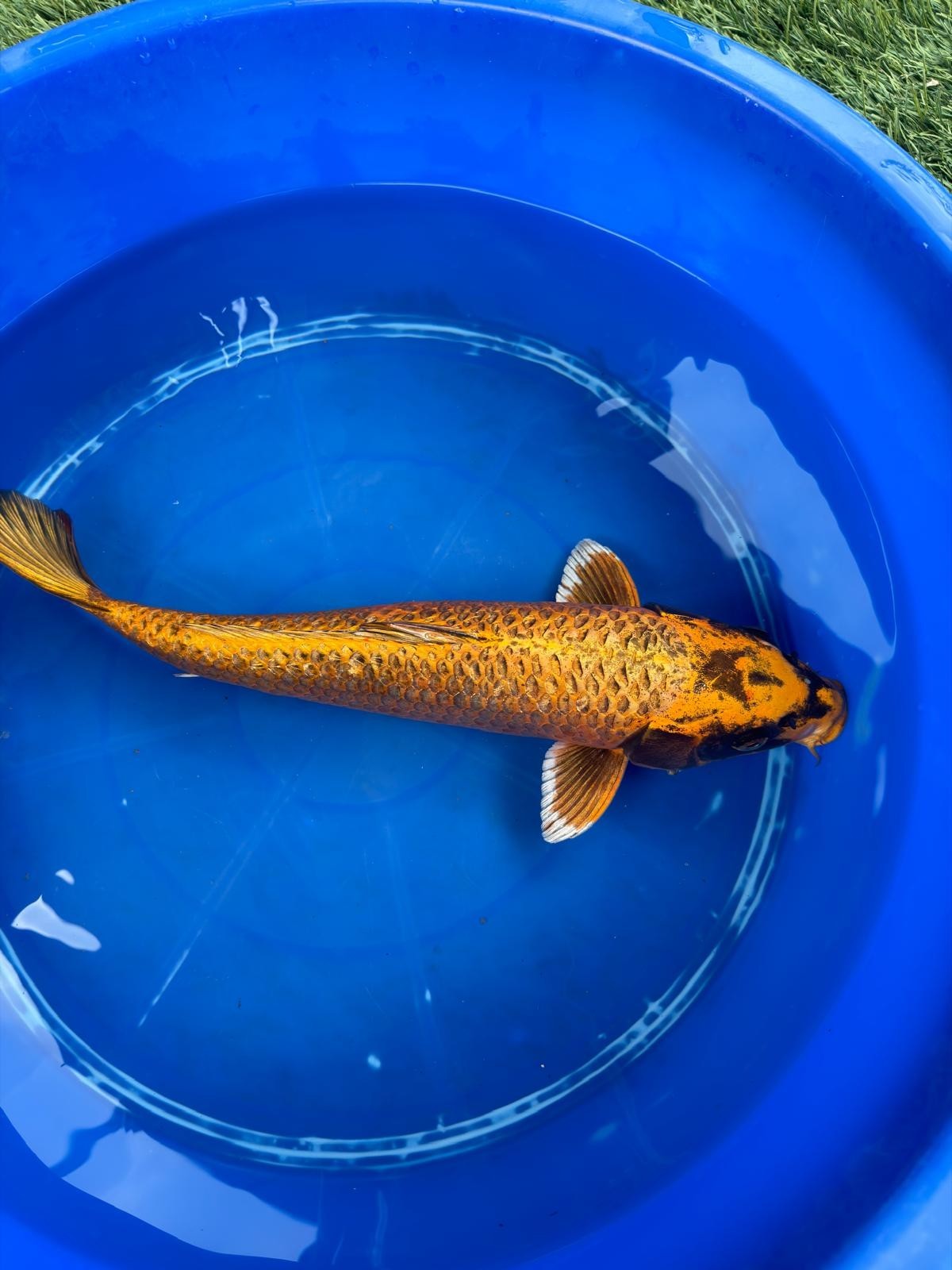 Kin Matsuba Koi 19"