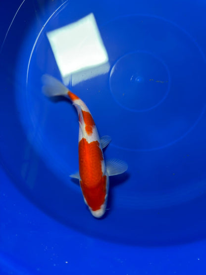 9"  Kohaku Japanese Import Koi (Hand Picked) T1