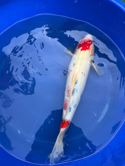 Japanese Koi Taisho Sanke  18 inch