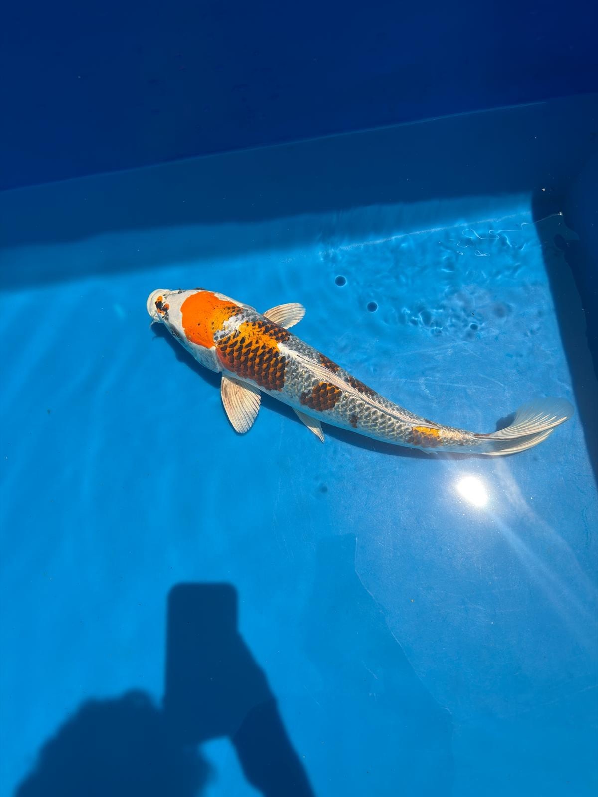 20" Kujaku-Japanese Imported-Female-Breeder Certifcate