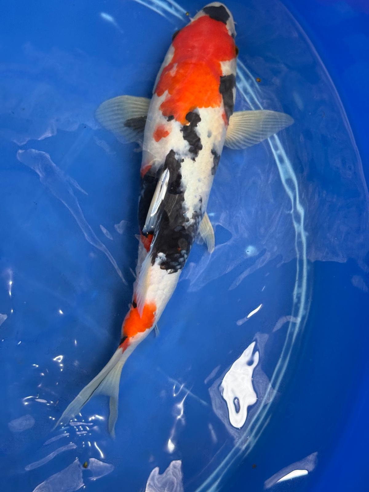 11" Showa Japanese Import Koi