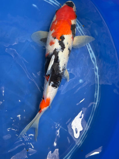 11" Showa Japanese Import Koi