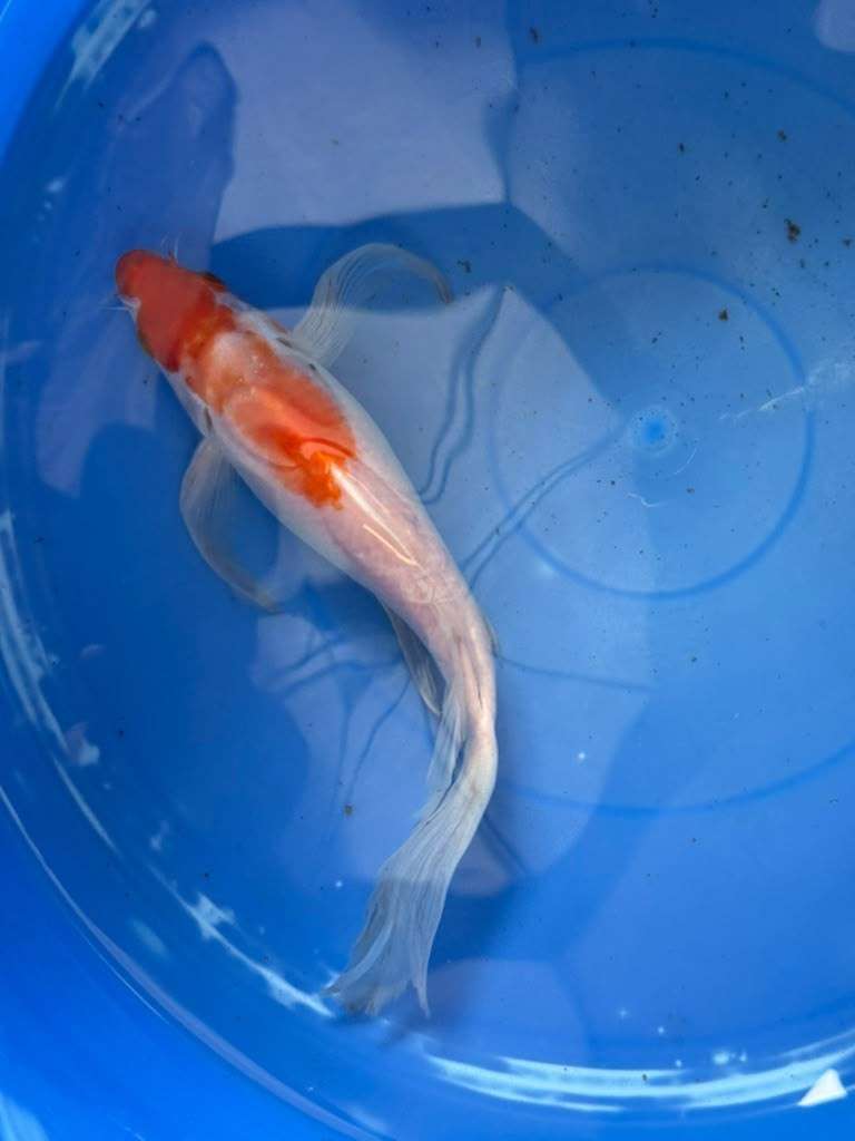 Kohaku Butterfly Koi 10"