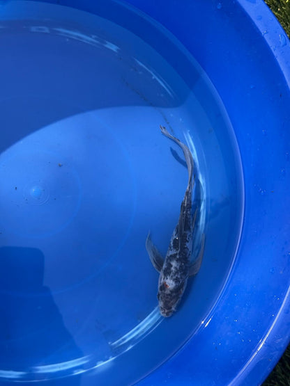 Showa Butterfly Koi 8 Inch