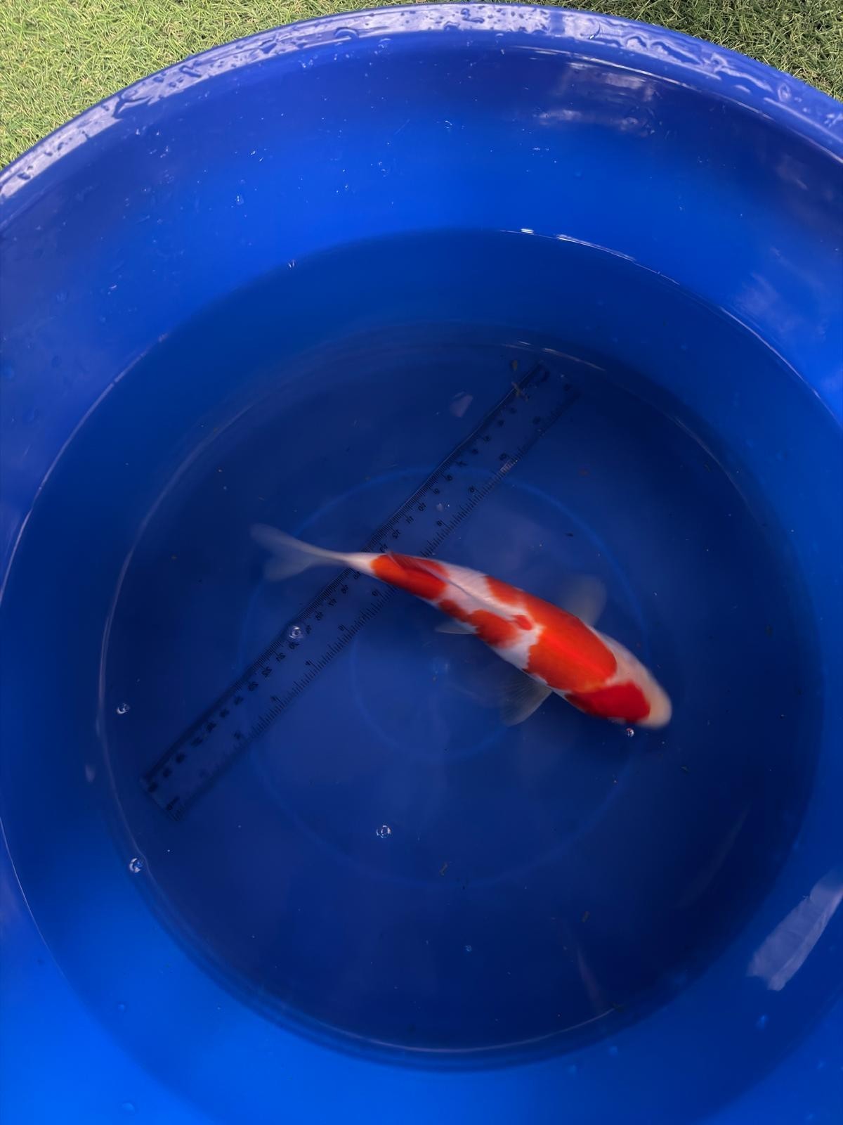 9"  Kohaku Japanese Import Koi (Hand Picked) T3