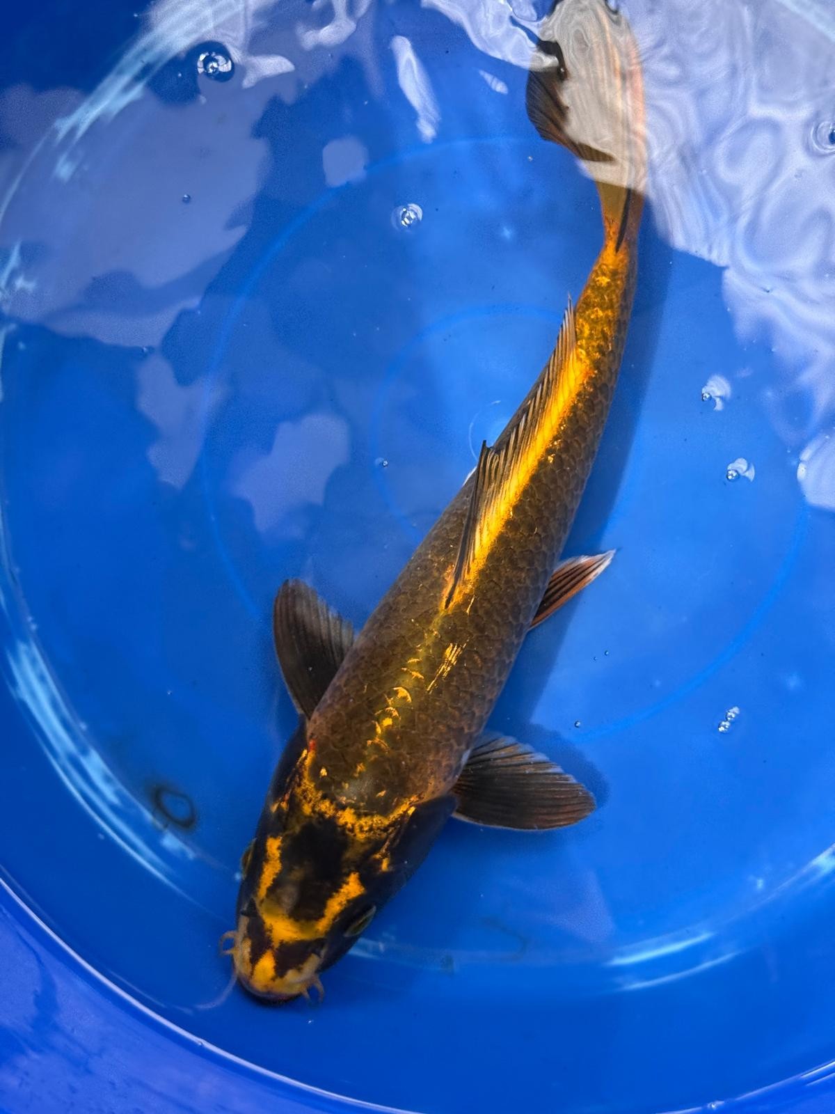 Matsuba Koi 13" C