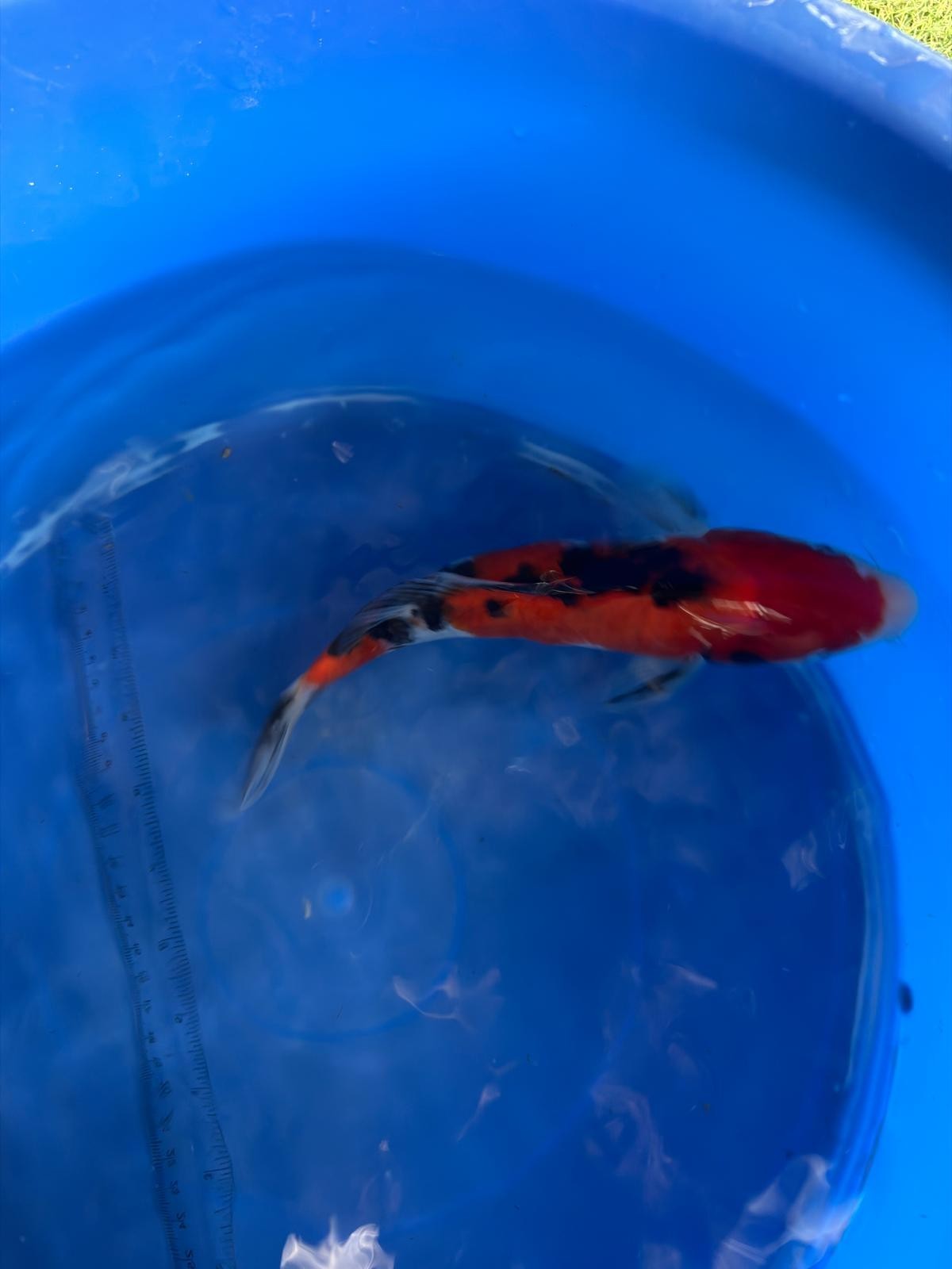 10" Showa Japanese Imported (Hand Picked) T2
