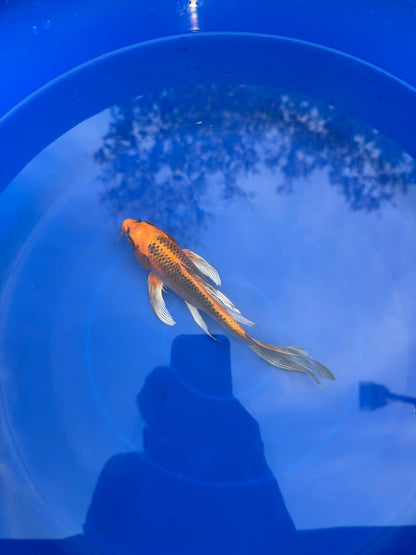 Kujaku Butterfly Koi 8"