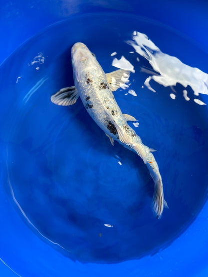 Ginrin Shiro Bekko Koi 12"