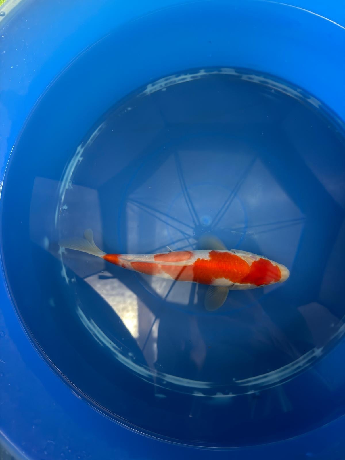 8" Kohaku Japanese Imported (HAND PICKED) T2