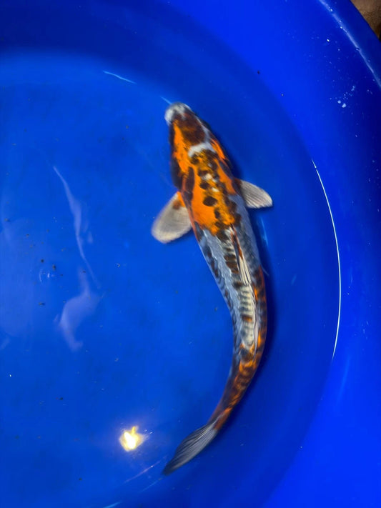 15" Inch Kin Kikokuryu Japanese Import Koi