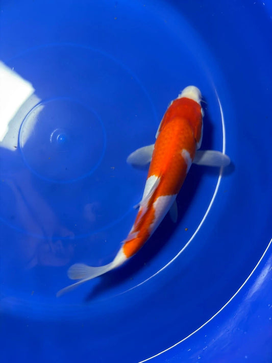10" Kohaku Japanese Imported HQ(High Quality)