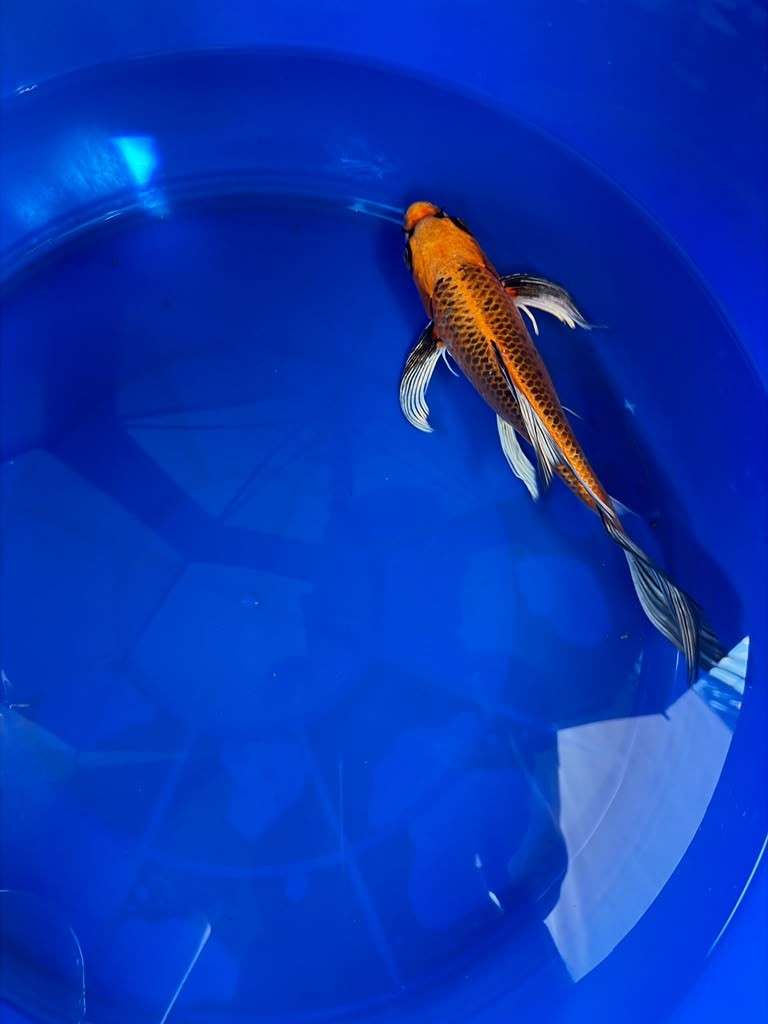 Kin Matsuba Butterfly Koi 10 Inch