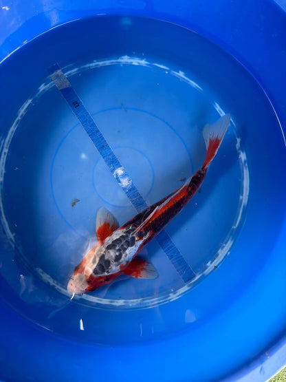 Shusui  Koi 12"