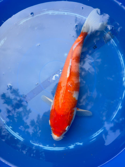 Japanese Dainichi Kohaku 12"