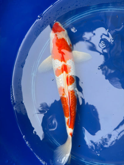 14" Inch "Gin Rin" Kohaku Koi