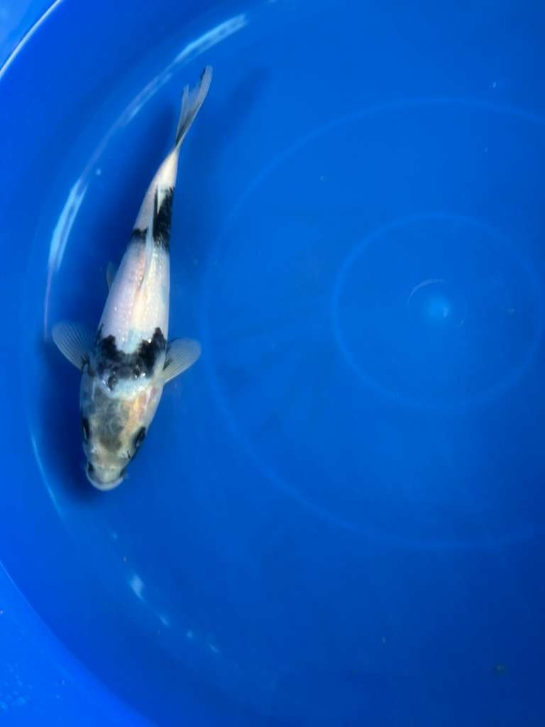 Japanese Import Ginrin Shiro Utsuri Koi 8"