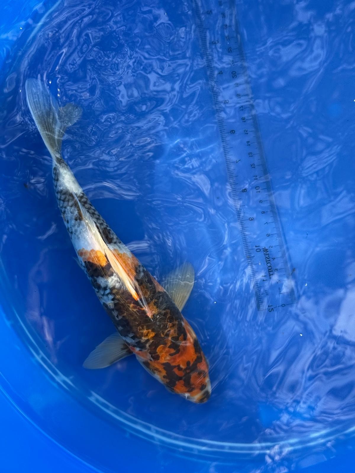 Japanese Dainichi Showa 11 inch