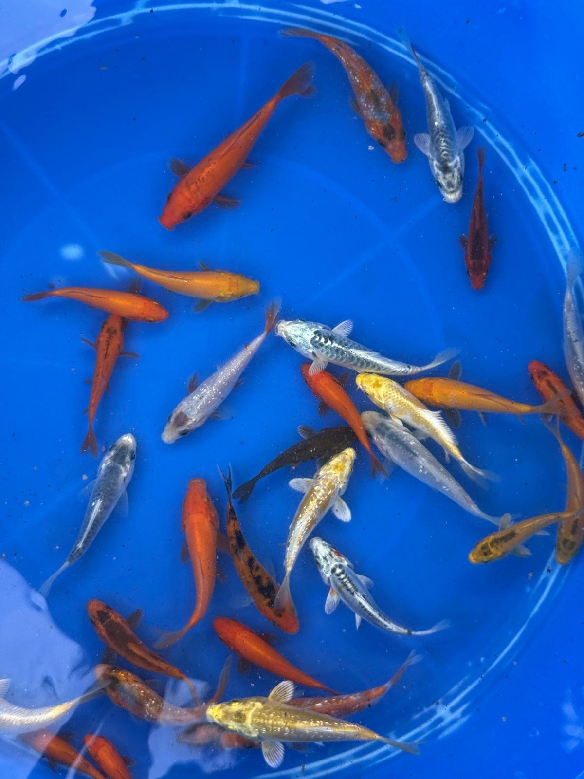 10 Pack of  Koi 3 to 5 inch