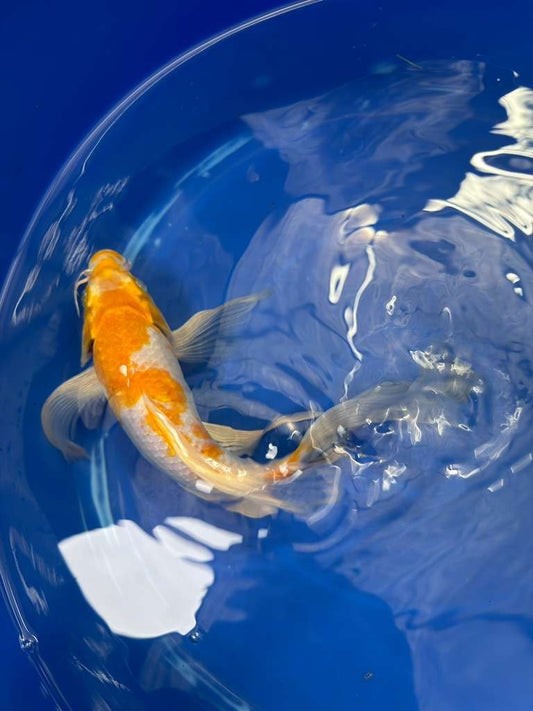 Hariwake Butterfly Koi 10"