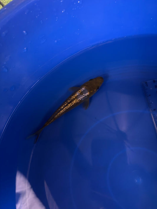 6"  Ginrin Ochiba Japanese Import Koi (Hand Picked) T3