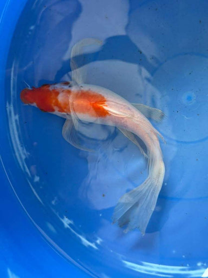 Kohaku Butterfly Koi 10"