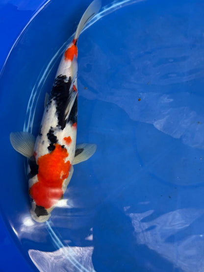 11" Showa Japanese Import Koi