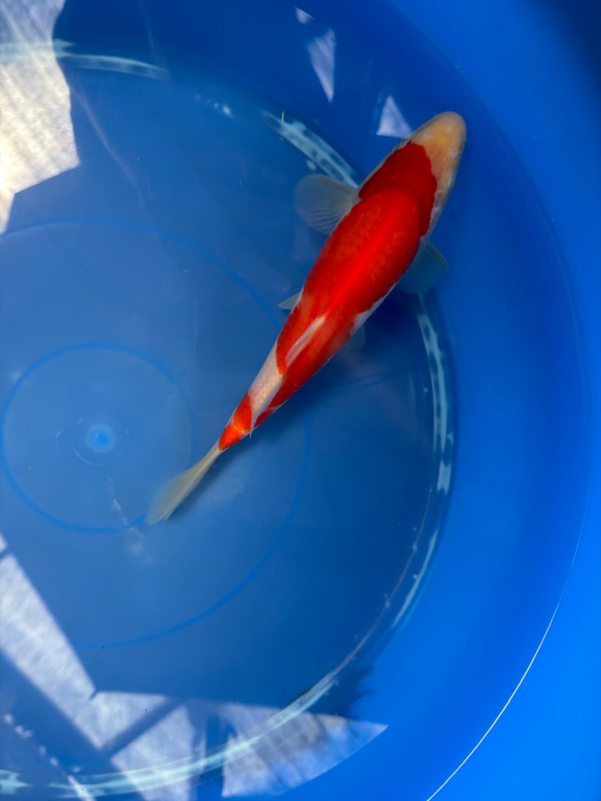 8" Kohaku Japanese Imported (Hand Picked) T2