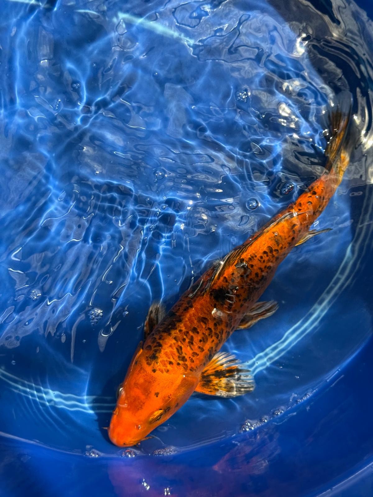 12"  Kin Hi Utsuri Koi