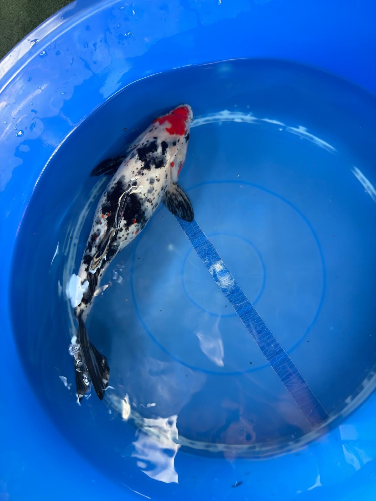 Showa Koi 12"