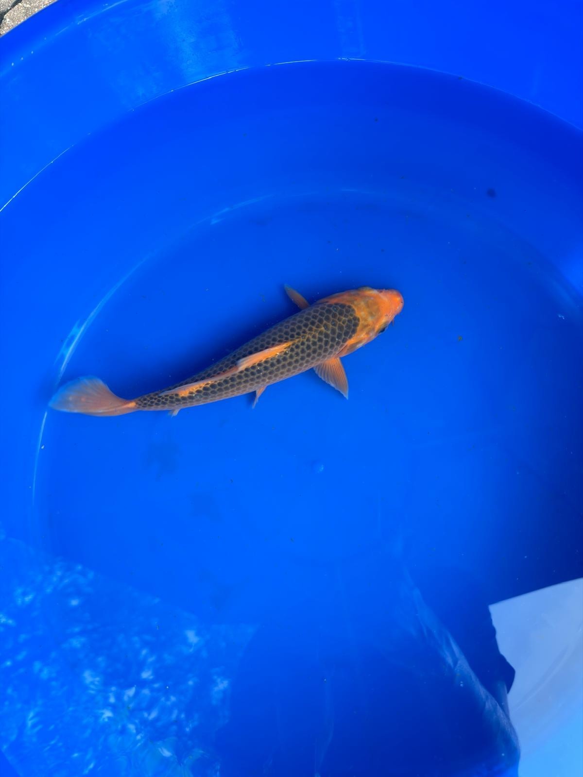 10" Aka Matsuba Japanese Imported