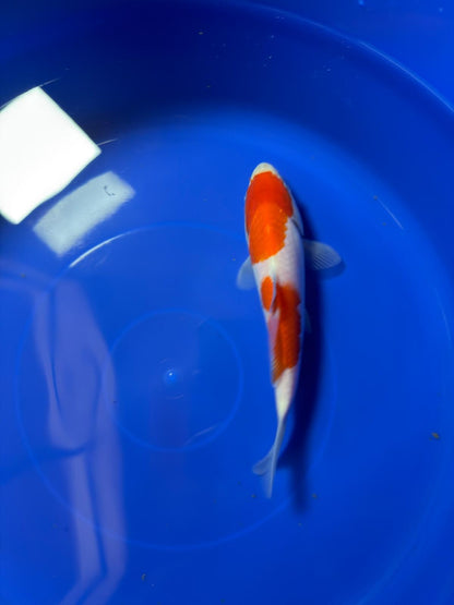 8"  Kohaku Japanese Import Koi (Hand Picked) T1