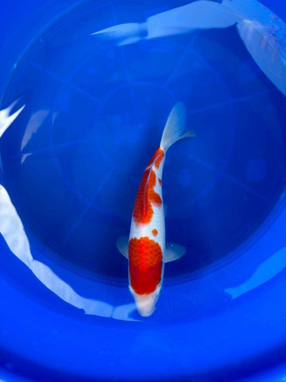 10" Kohaku Japanese Imported T2