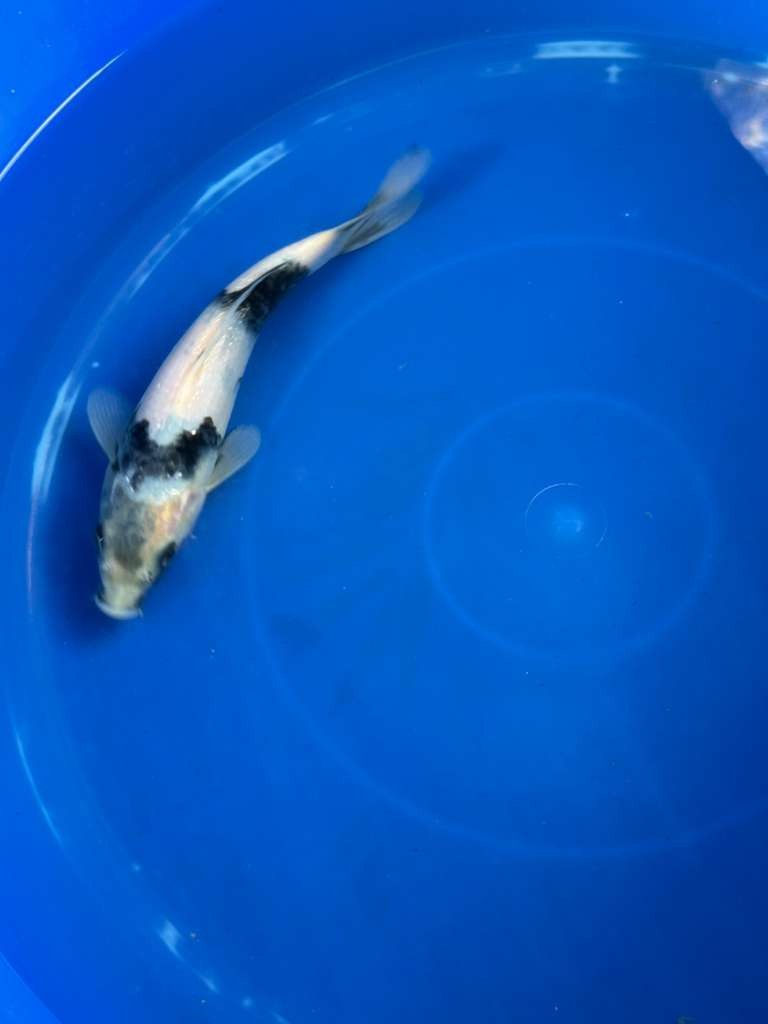 Japanese Import Ginrin Shiro Utsuri Koi 8"