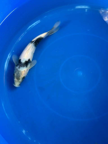 Japanese Import Ginrin Shiro Utsuri Koi 8"