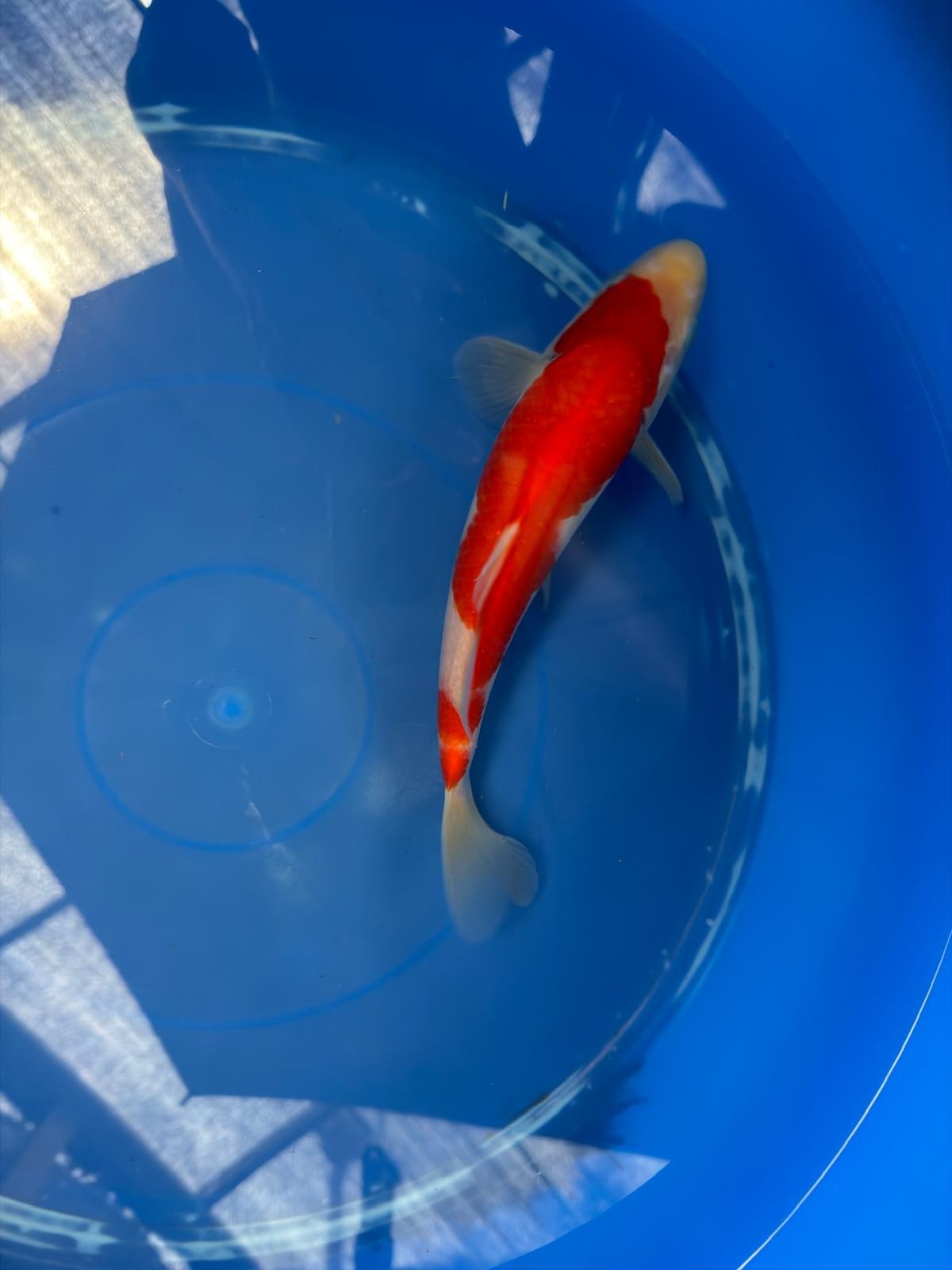 8" Kohaku Japanese Imported (Hand Picked) T2