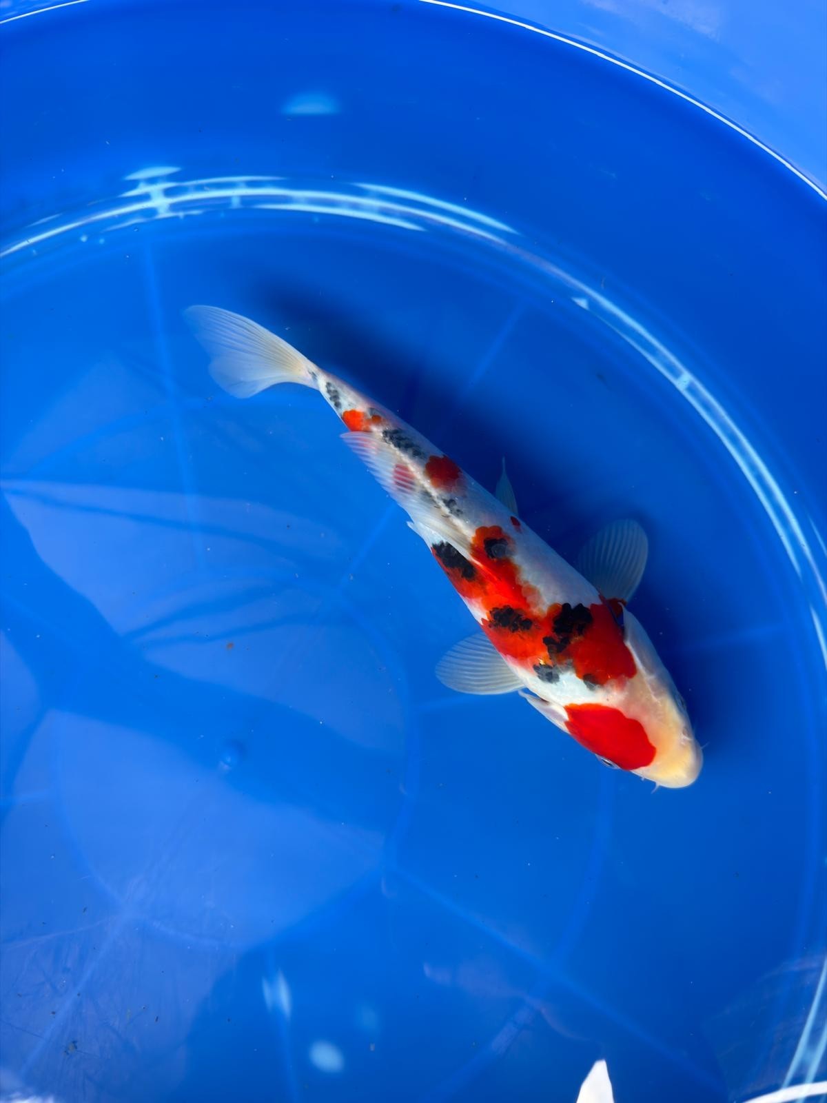 10" Sanke Japanese Imported (Hand Picked)