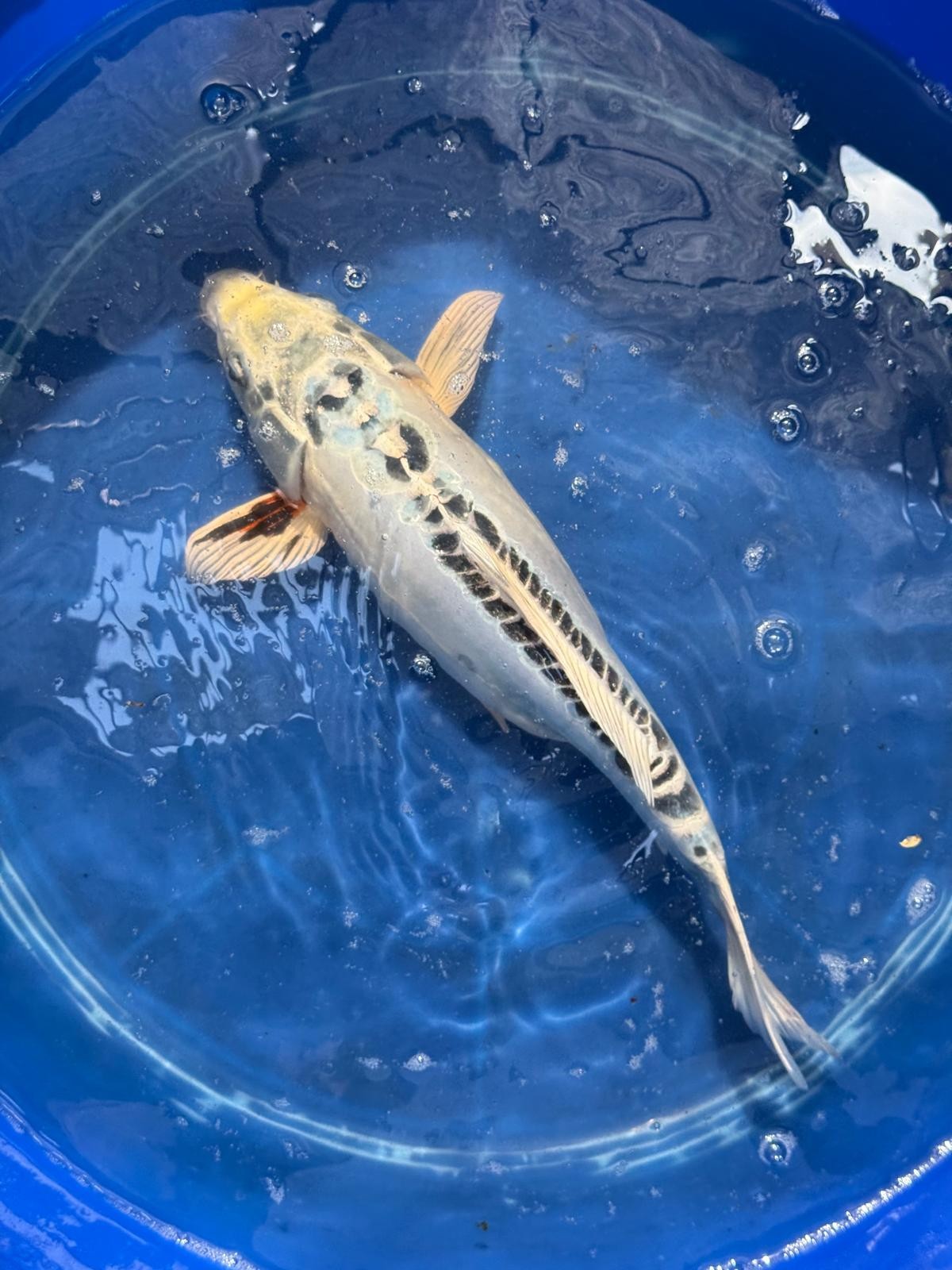 14.5"  Kikokuryu Japanese Import Koi