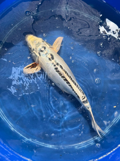 14.5"  Kikokuryu Japanese Import Koi