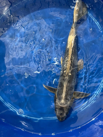 Kikokuryu Japanese Import Koi 17"