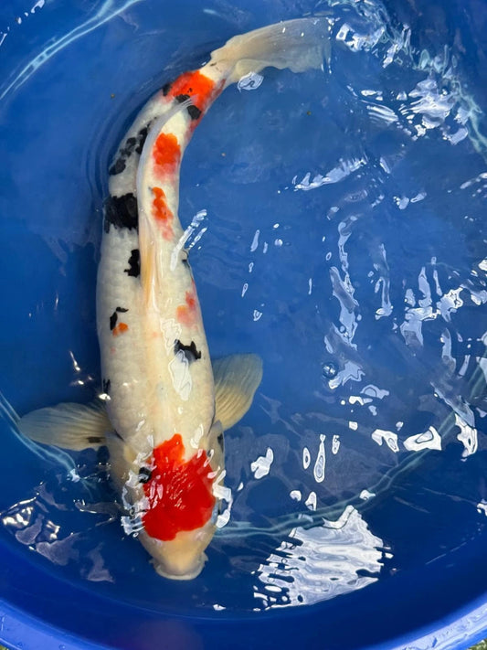 Japanese Koi Taisho Sanke 19 inch