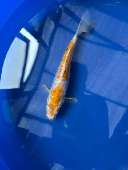 Doitsu Hariwake 8" inch Koi