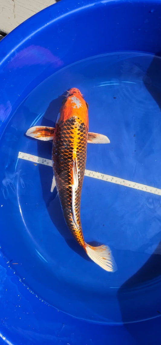 16 inch Kujaku Japanese imported