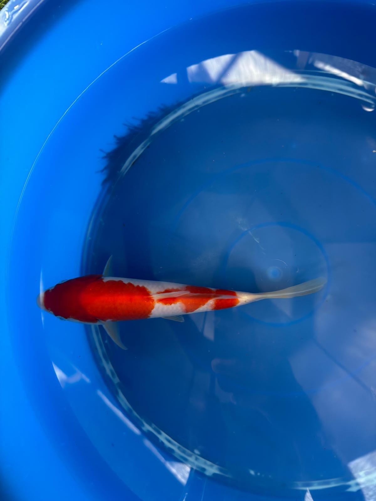 9" Kohaku Japanese Imported (Hand Picked) T2