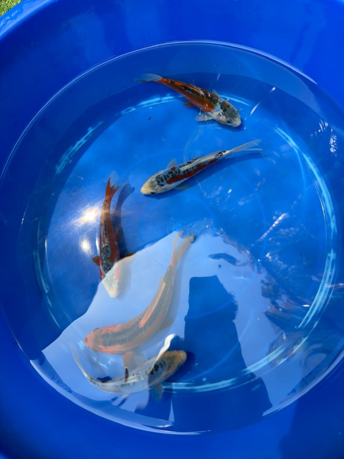 2 Pack of Japanese Shusui Koi 5" to 7"